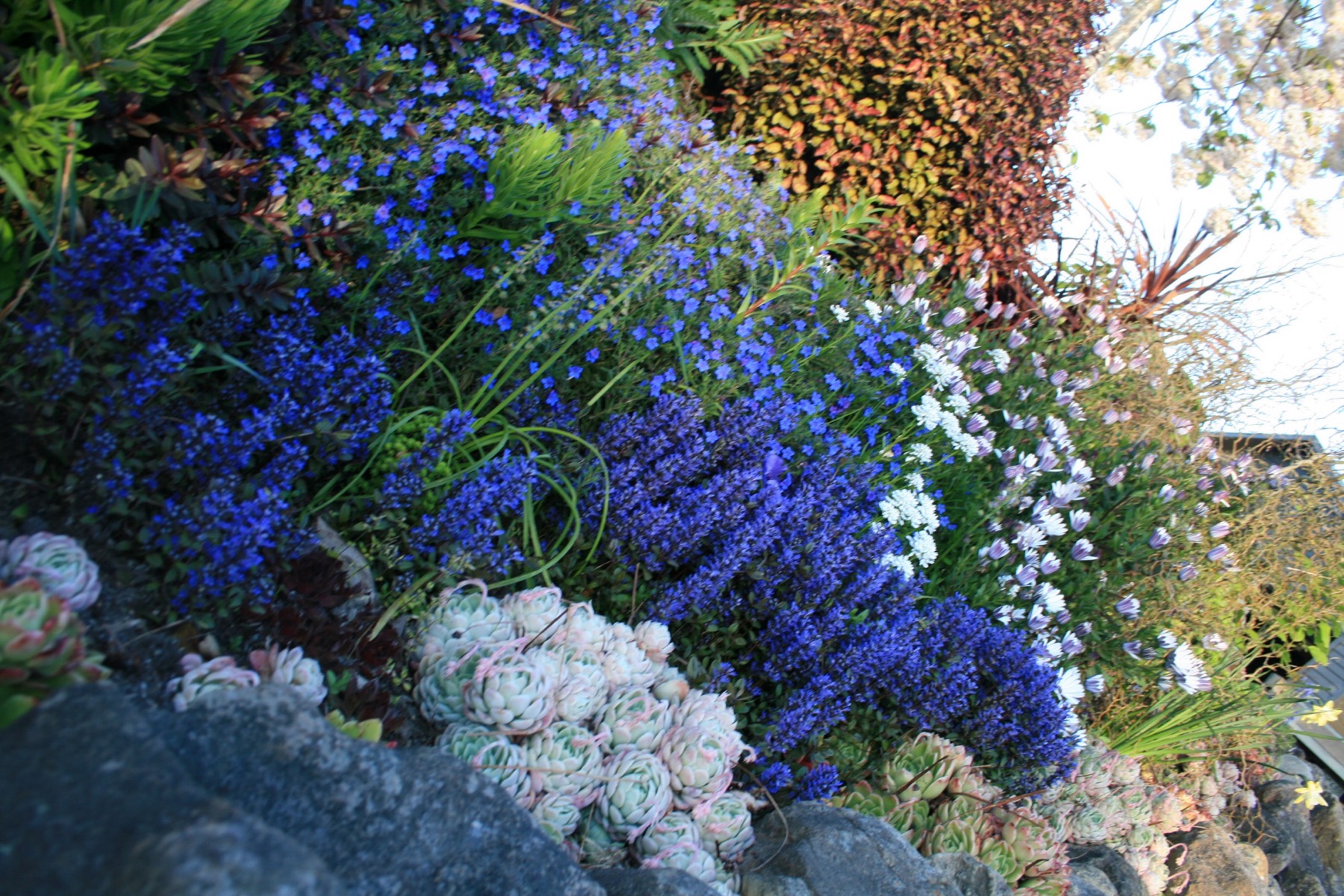 High-summer borders in a Dunedin garden