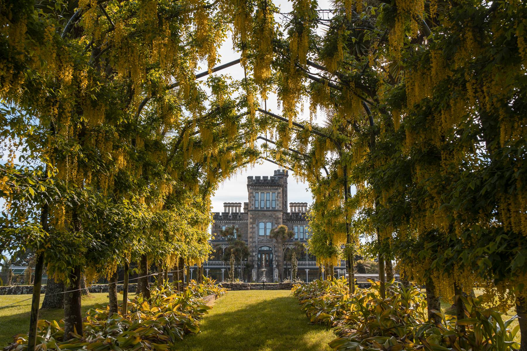 The laburnum arch in flower, framing Larnach Castle at the end of the walk