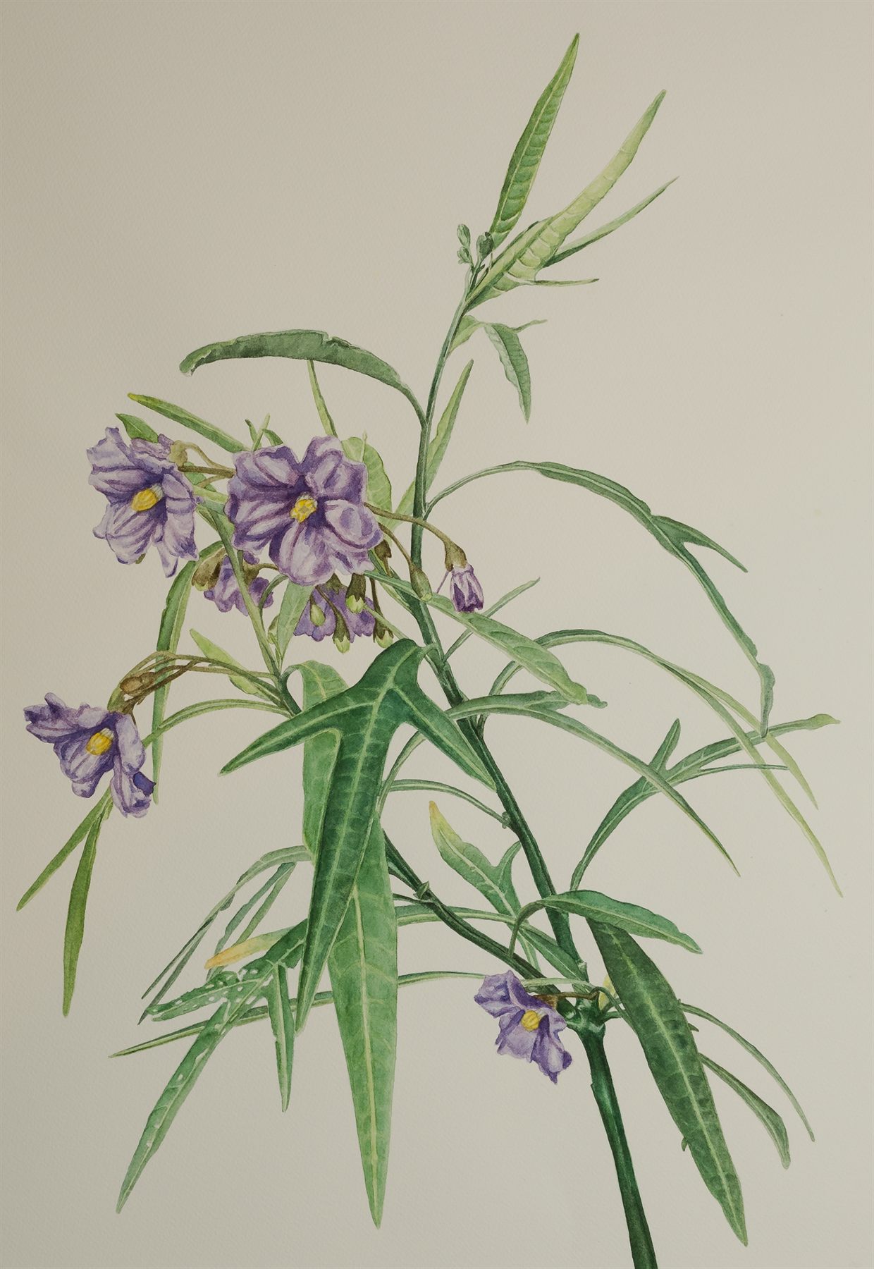 A watercolour of a plant with purple star-shaped flowers and long slender leaves