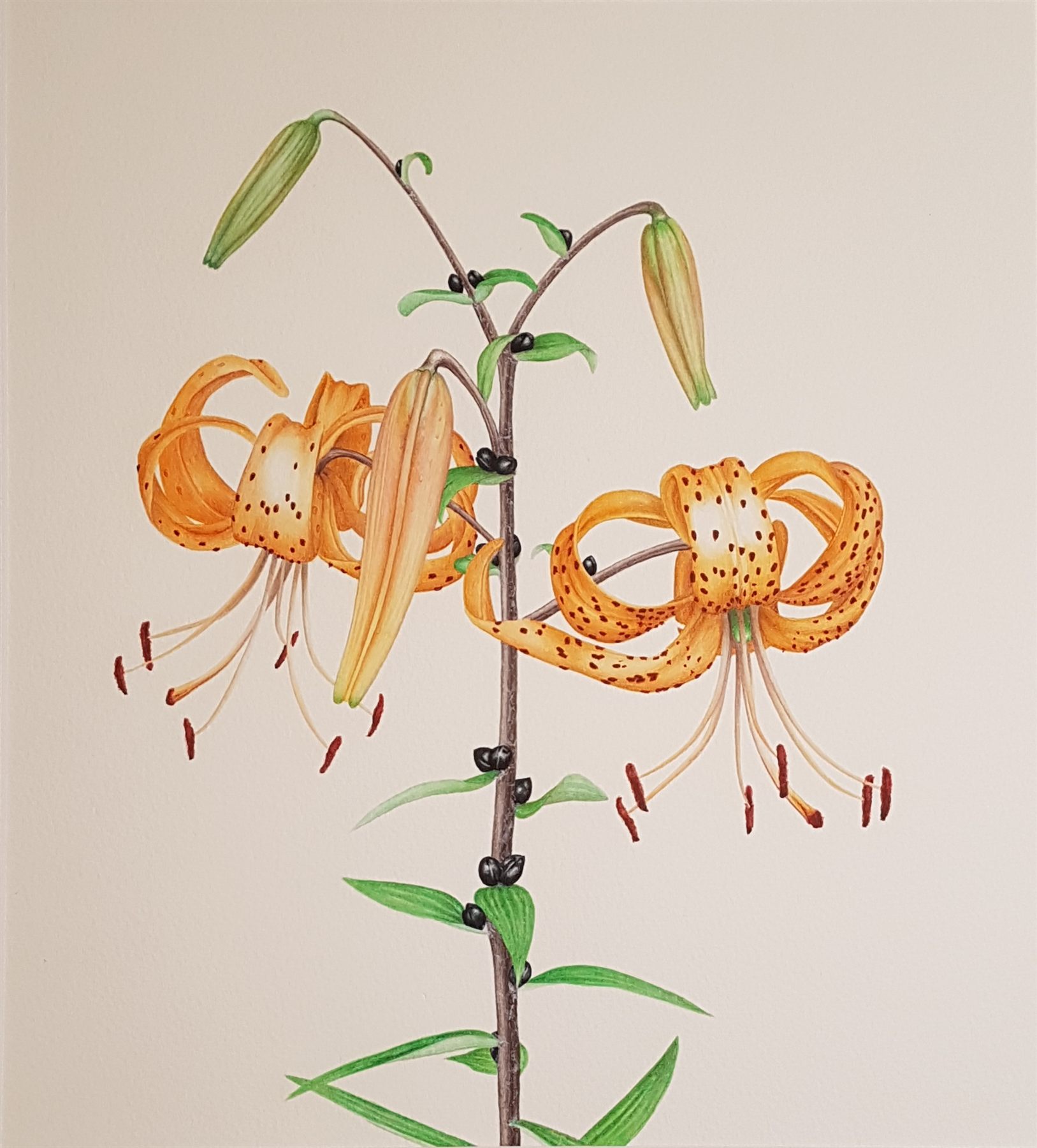 A watercolour of two orange spotted lilies with petals curling back