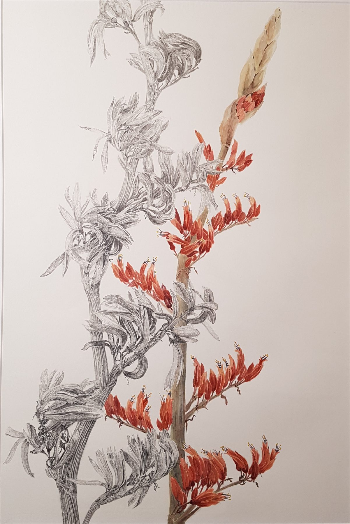Red flowers on a tall spike, painted in colour beside the same plant drawn in pencil