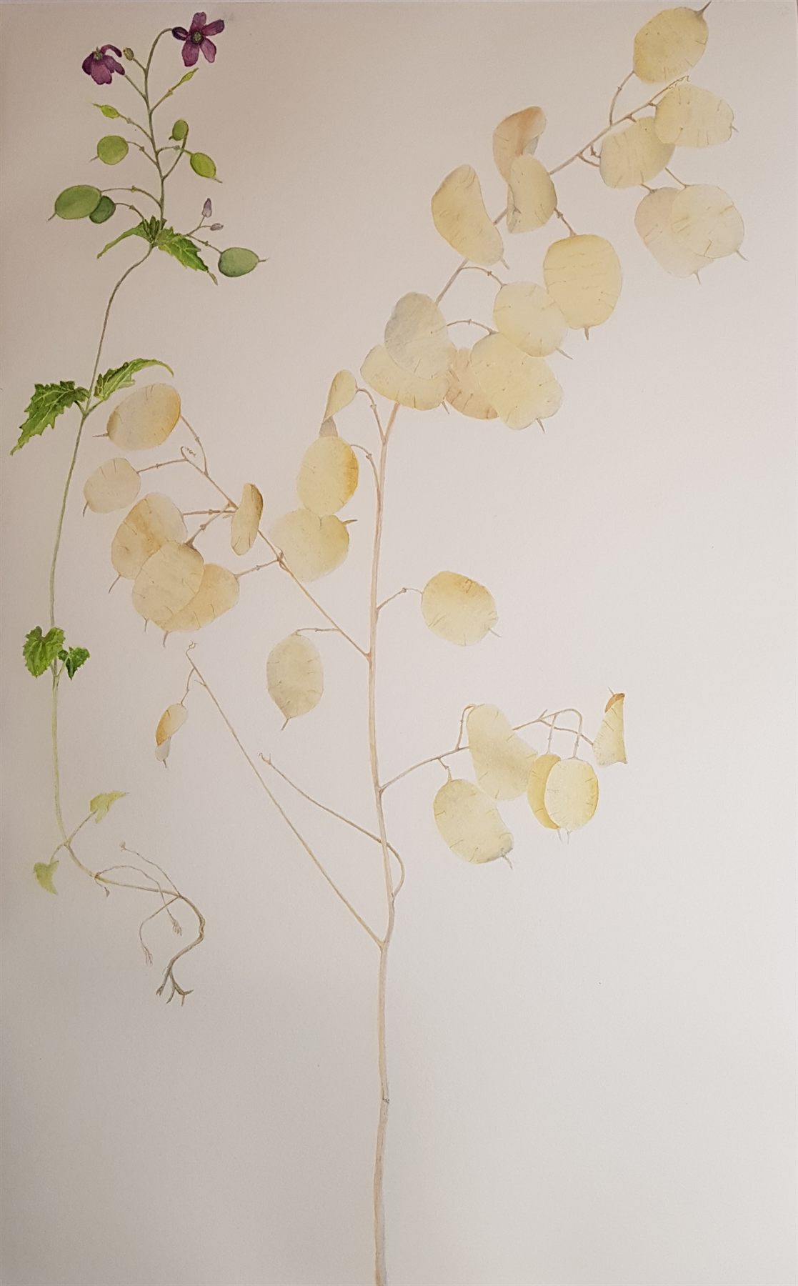 Pale translucent seed pods on a fine stem, with a sprig of purple flowers alongside