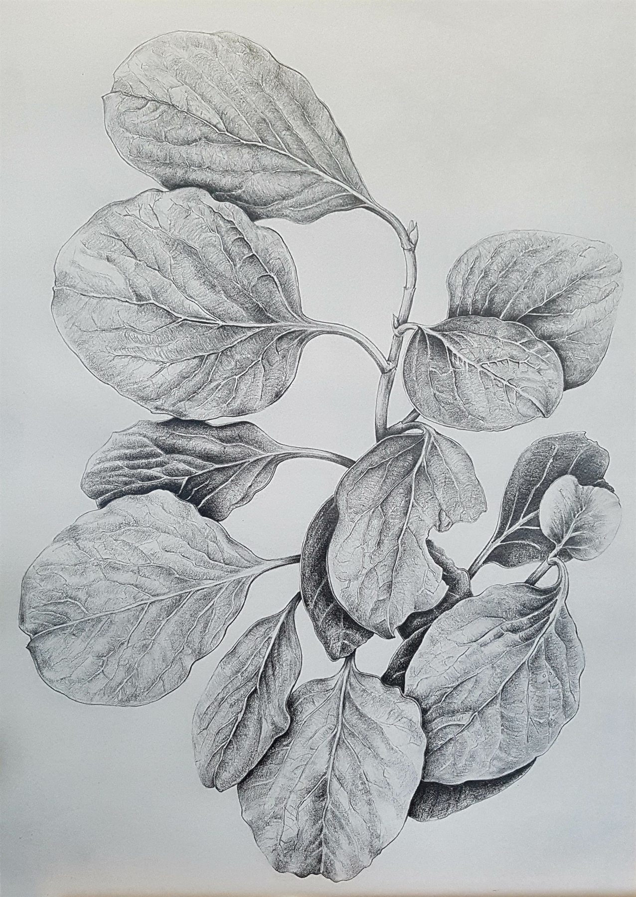 A graphite study of a leafy branch, each broad leaf drawn vein by vein