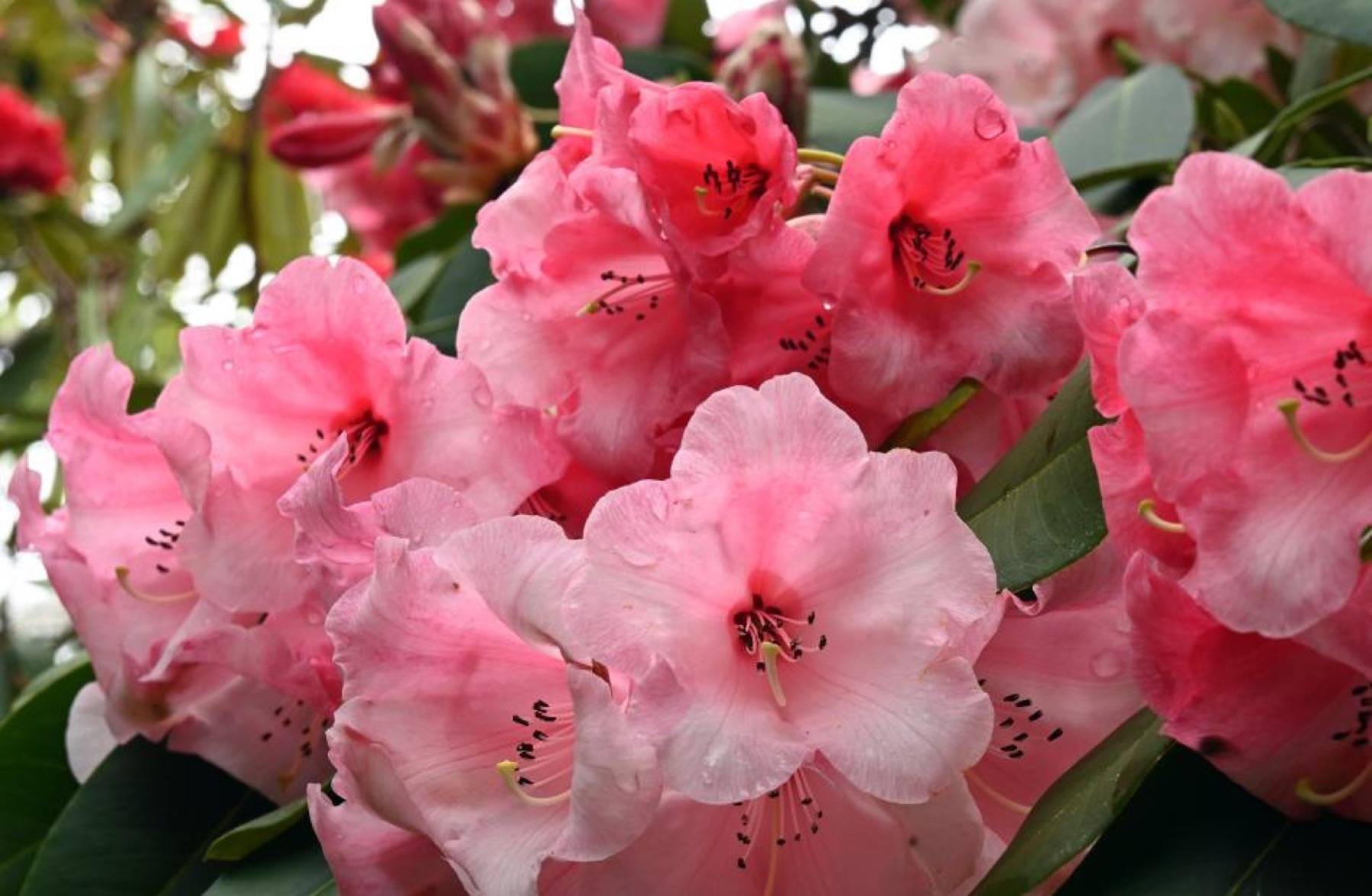 A guided garden walk