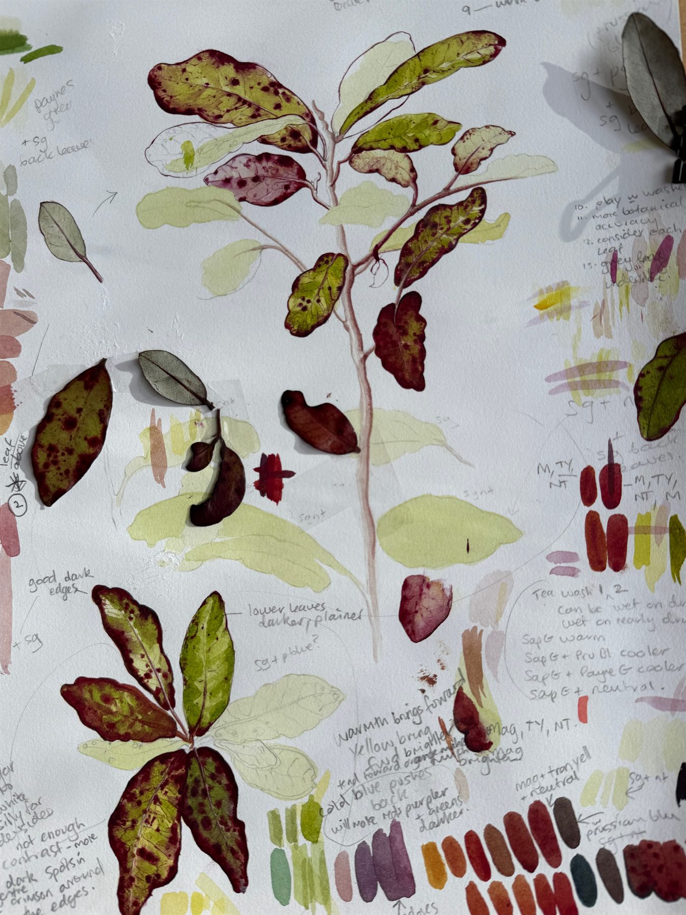 A botanical watercolour study sheet with pressed leaves, colour swatches and handwritten notes