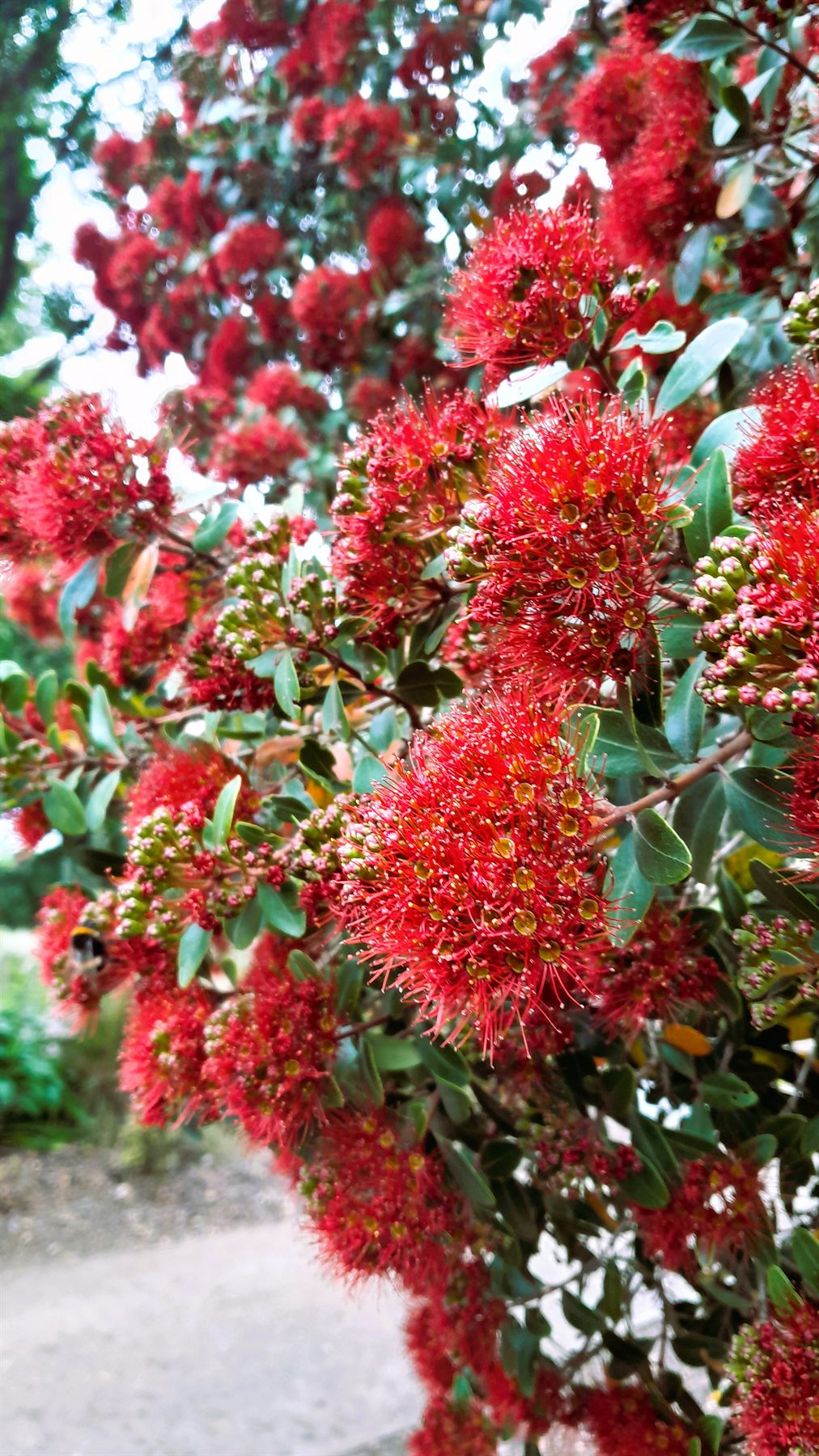 Red rātā flowers in the native plant collection