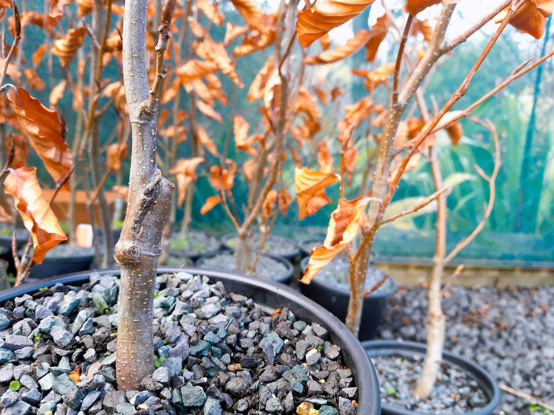 A healed graft union on a young potted tree