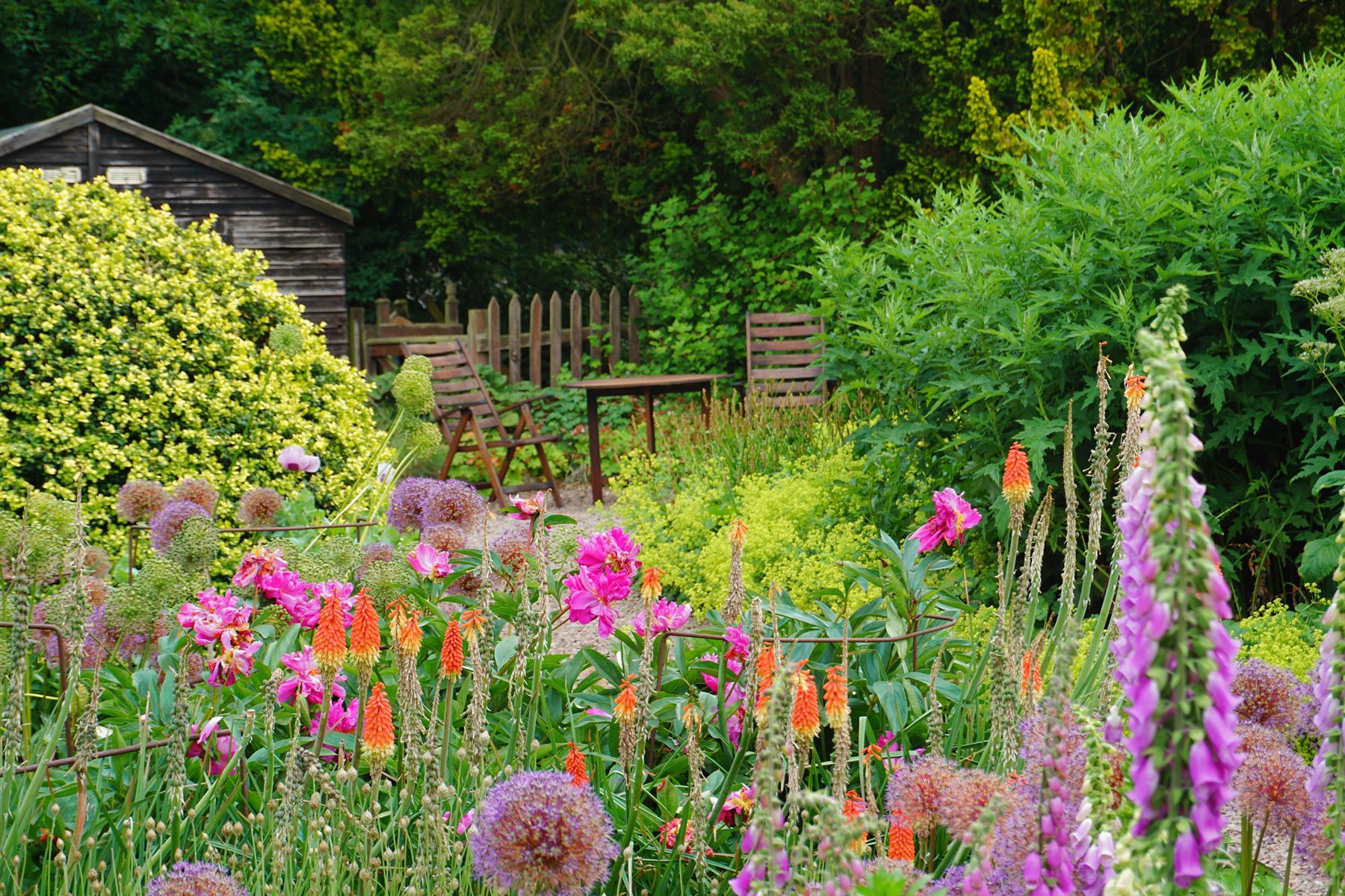 A naturalistic border of foxgloves, alliums and red hot pokers around a garden seat