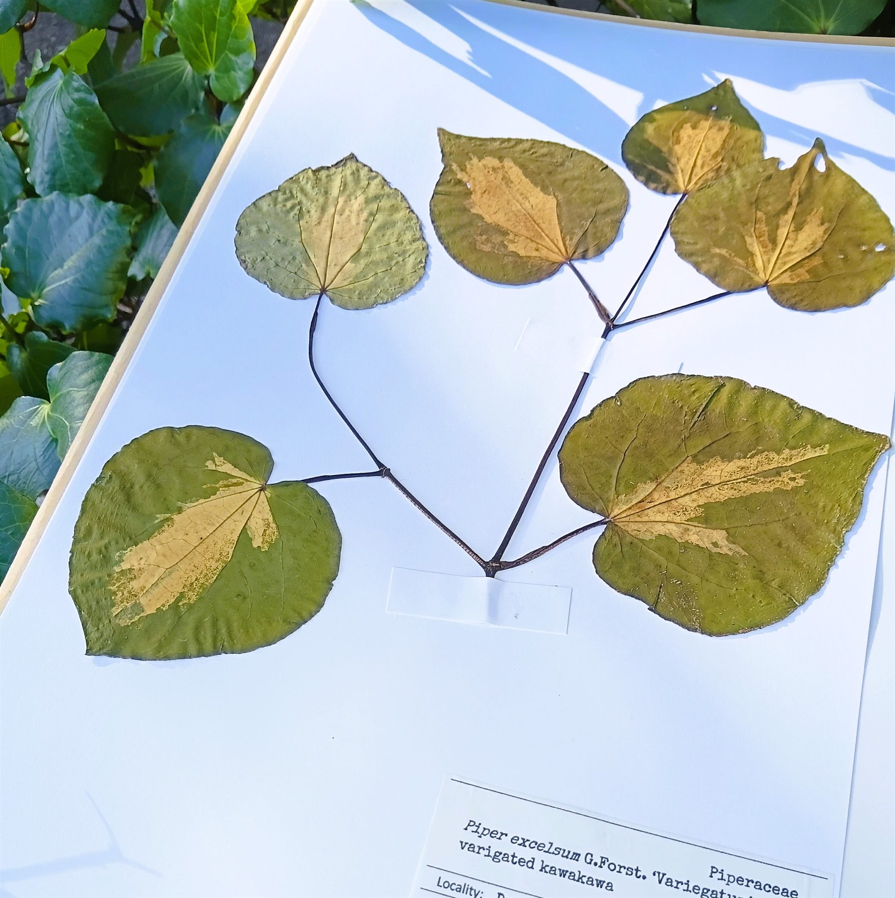 A pressed and mounted kawakawa specimen with its herbarium label