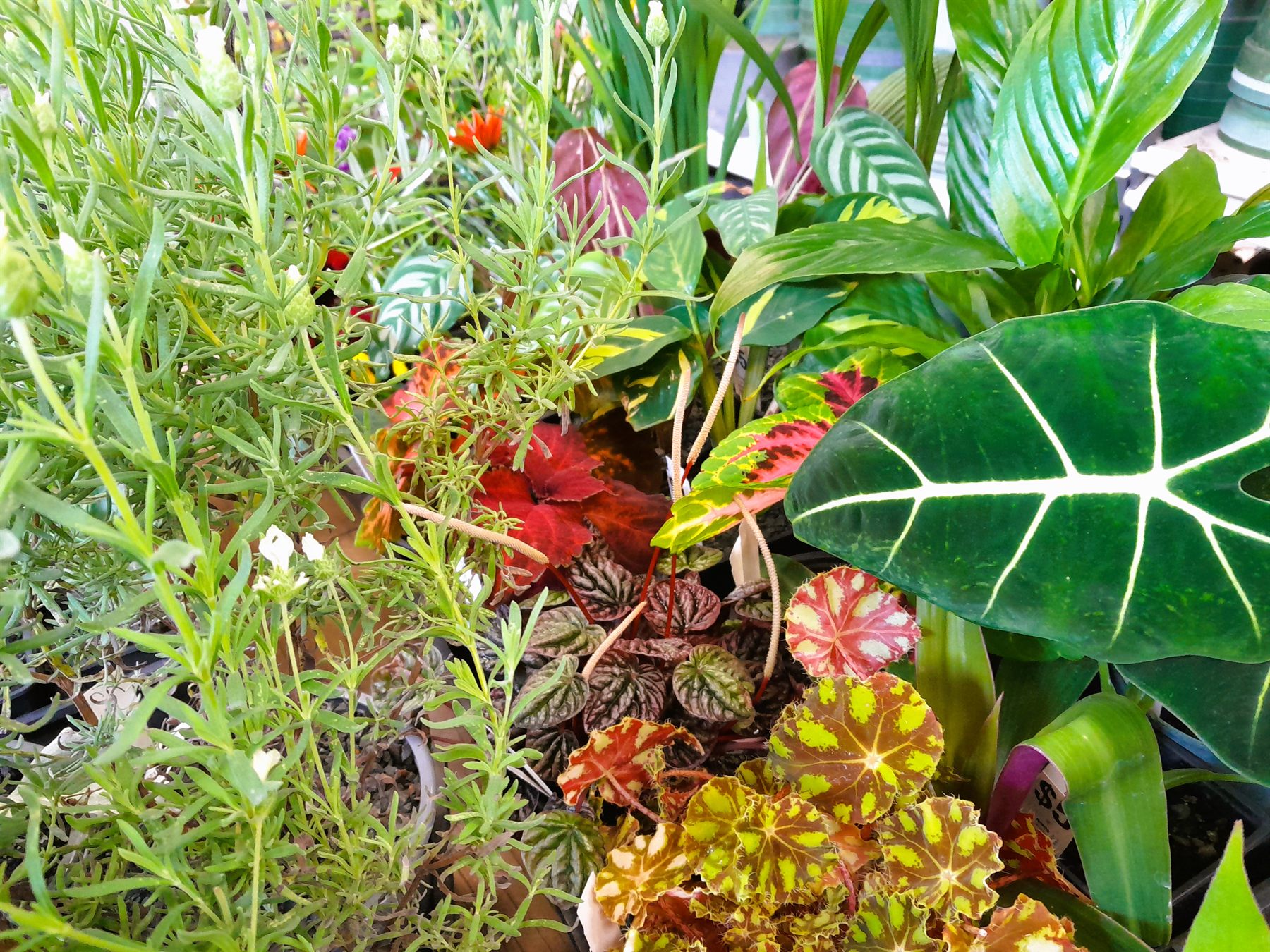 Begonias, peperomias and other indoor plants in the propagation house