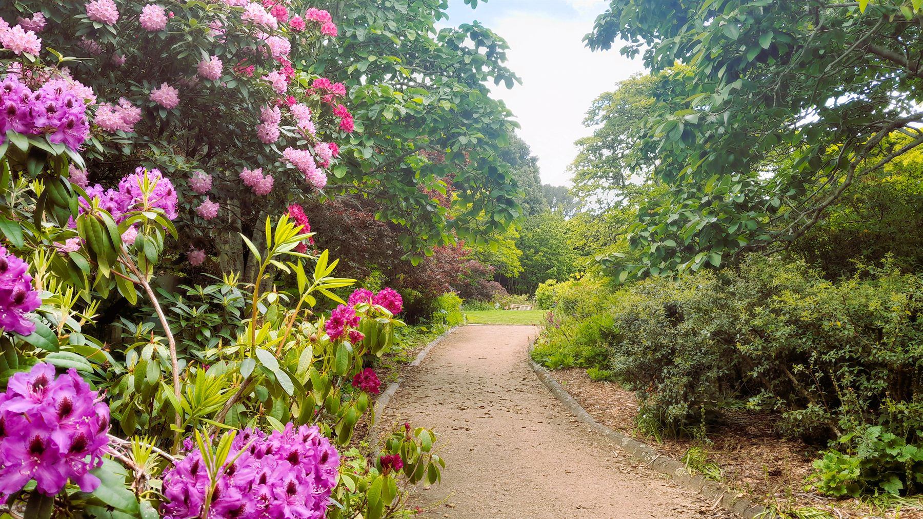 A path through the Rhododendron Dell in bloom