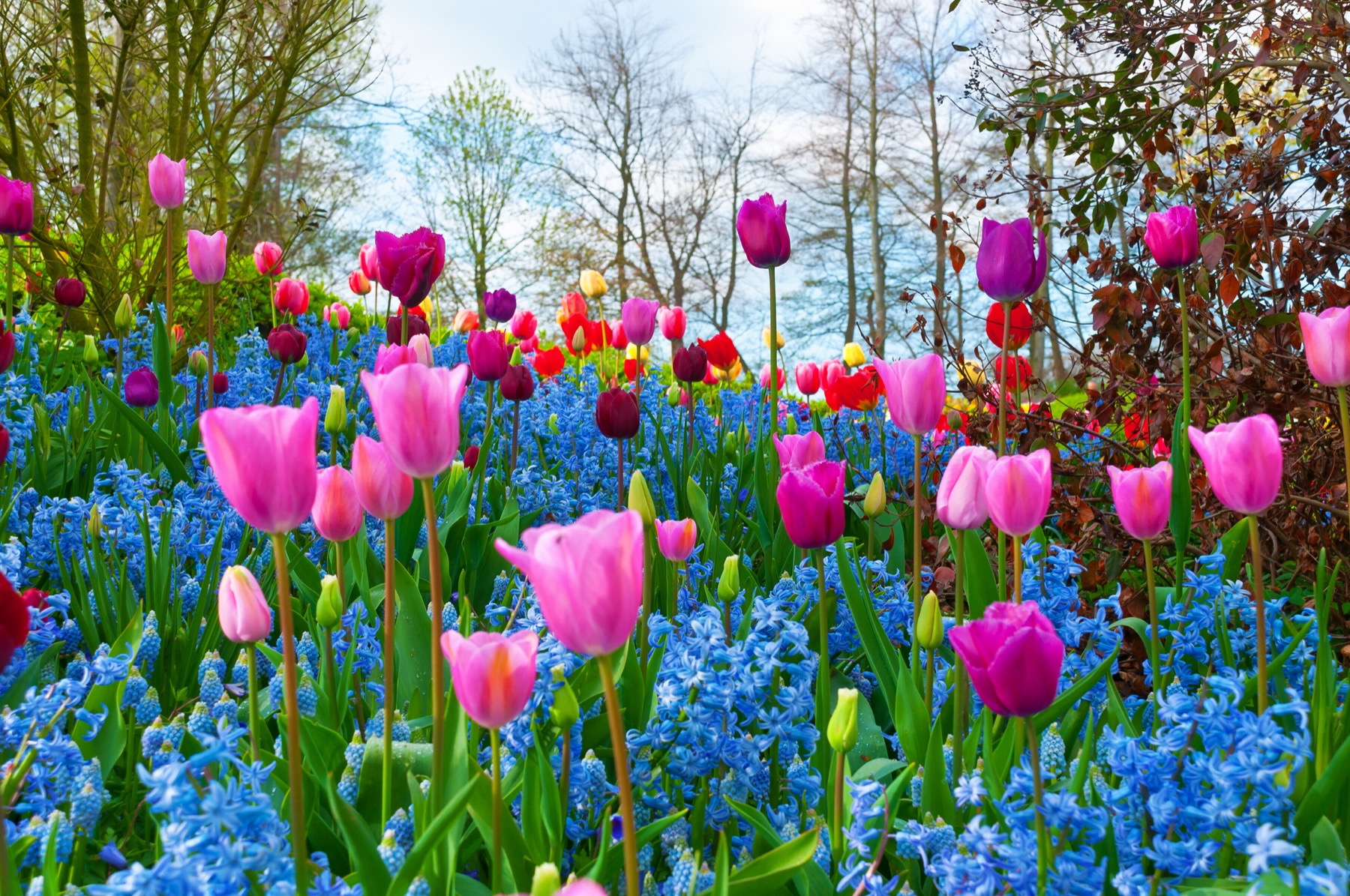 Heritage flower seeds